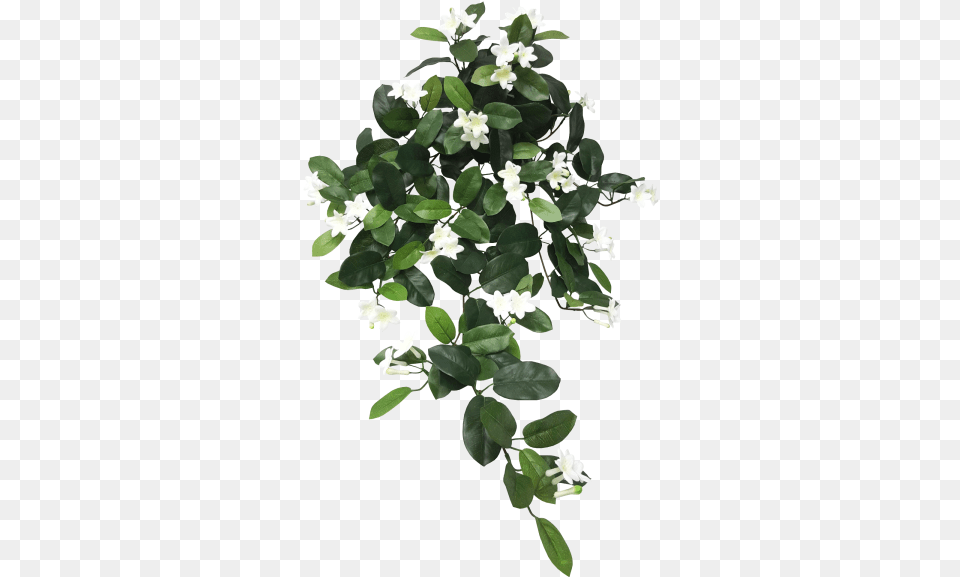 Hanging Stepahnotis Bush X Hanging Leaves, Flower, Leaf, Plant, Petal Free Png Download