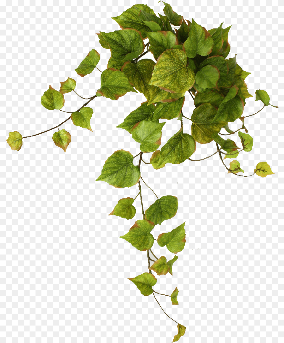 Hanging String String Tree, Leaf, Plant, Vine, Ivy Free Transparent Png