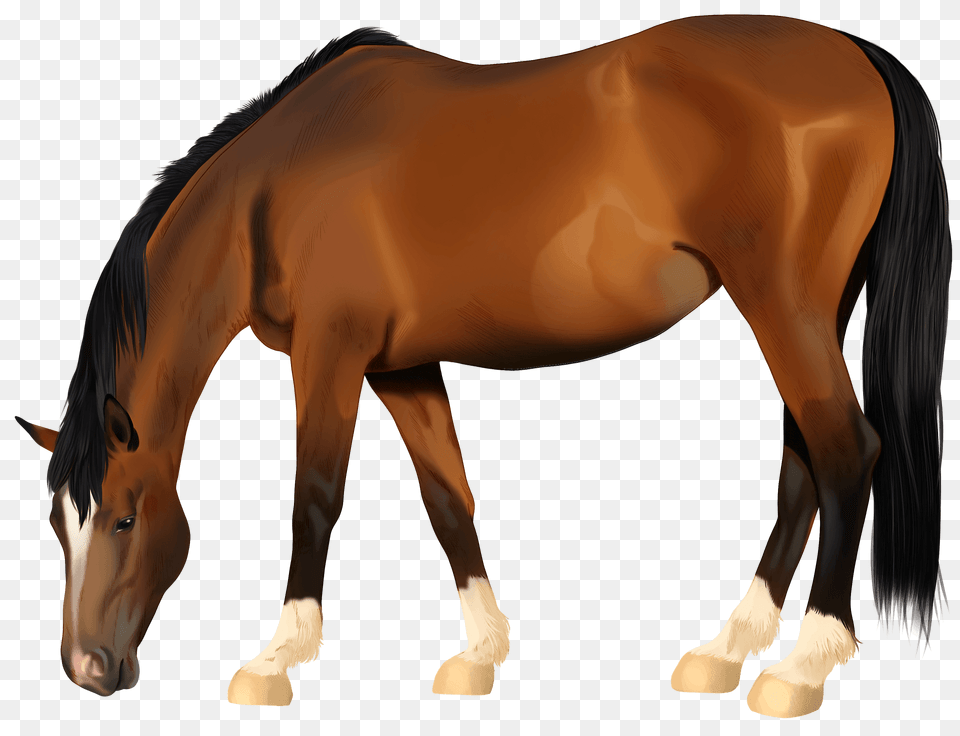 Hanoverian Horse Clipart, Animal, Colt Horse, Mammal, Stallion Free Png