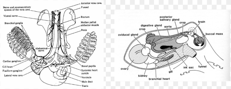 Hapalochlaena Fasciata Blue Lined Octopus Cardiovascular Octopus Circulatory System Diagram, Ct Scan Png