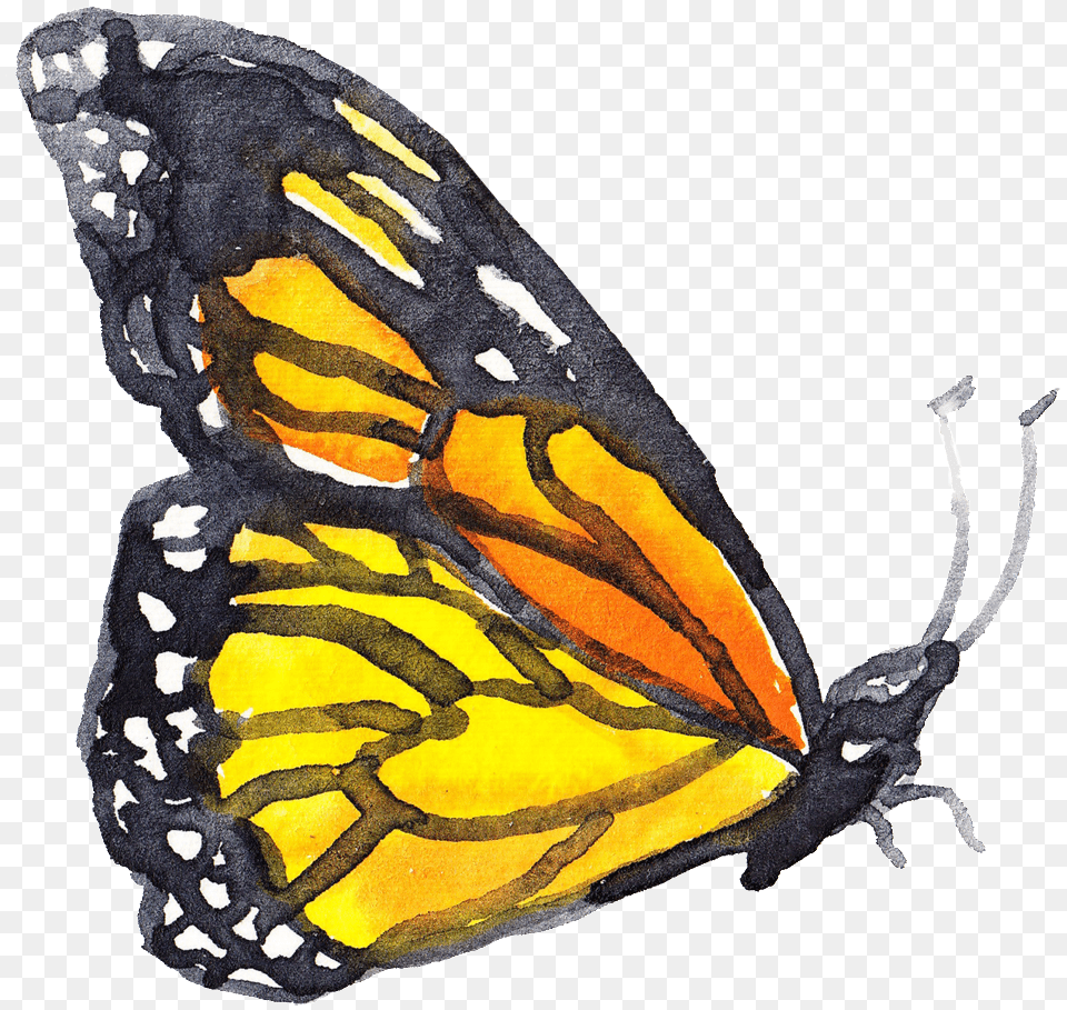 Happiness Insect Watercolor, Animal, Butterfly, Invertebrate, Monarch Png