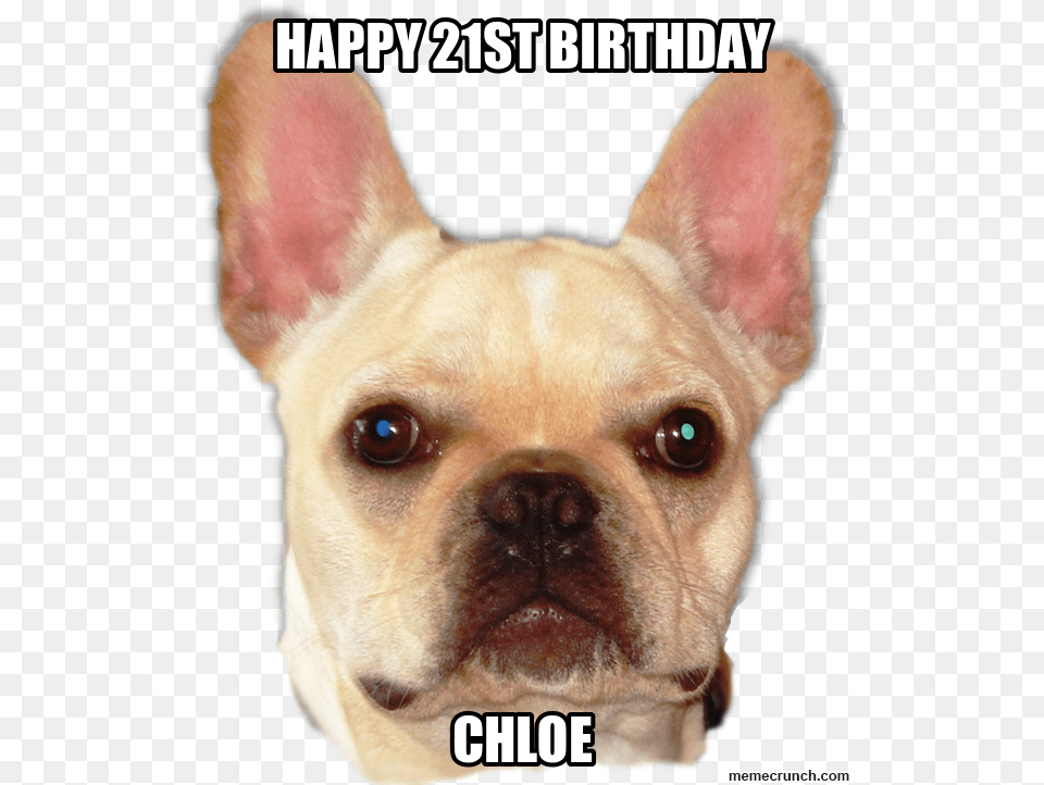 Happy 21st Birthday Happy Birthday Ginger Cunt, Animal, Bulldog, Canine, Dog Png Image