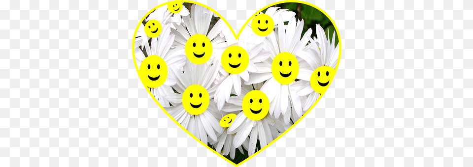 Happy Daisy, Flower, Plant, Petal Free Png Download