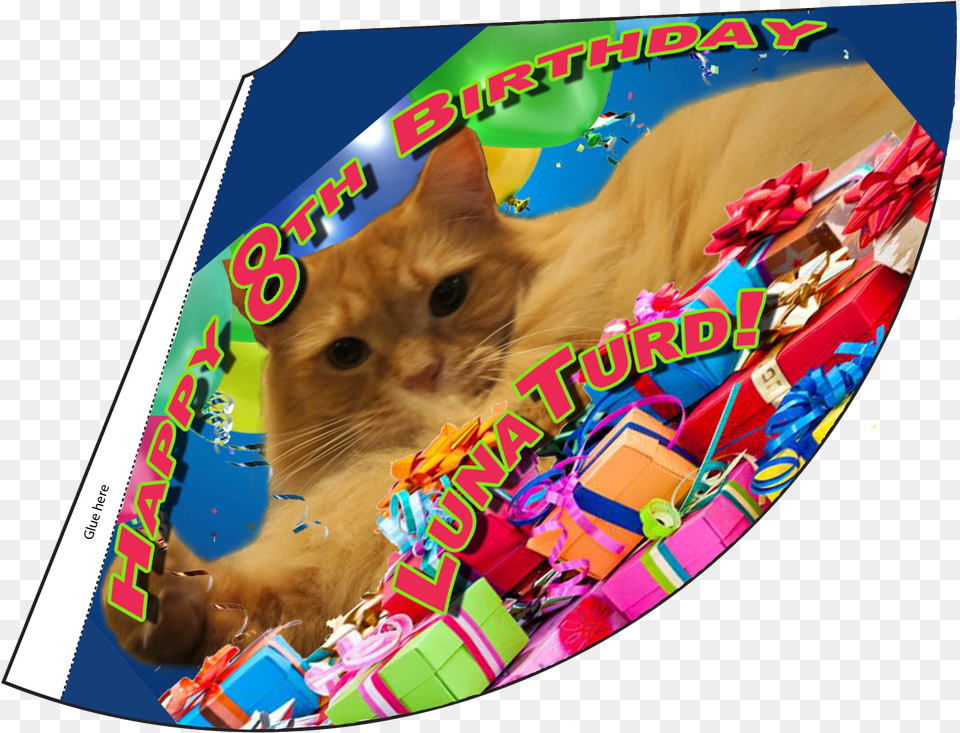 Happy 8th Birthday Lunaturd Bday Hat Birthday, Photography, Disk, Animal, Cat Png