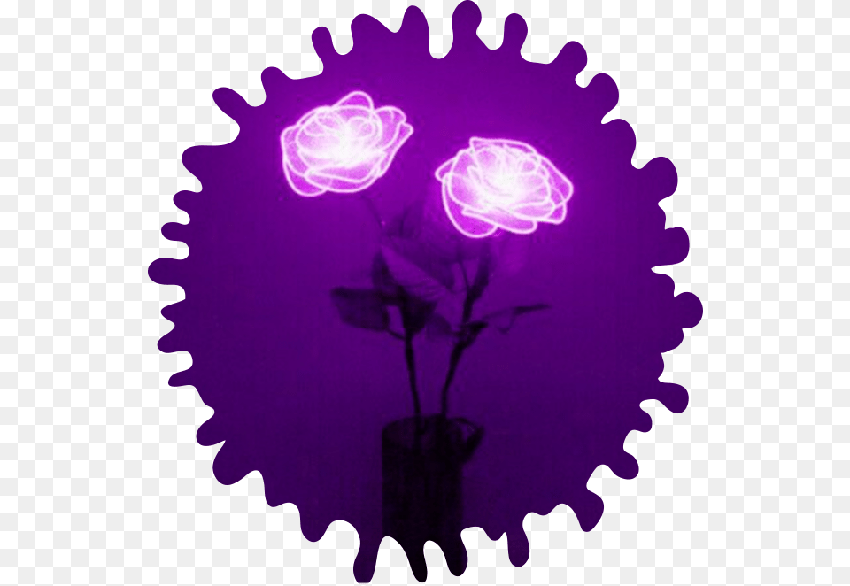 Happy Aesthetic, Light, Purple, Flower, Plant Free Png