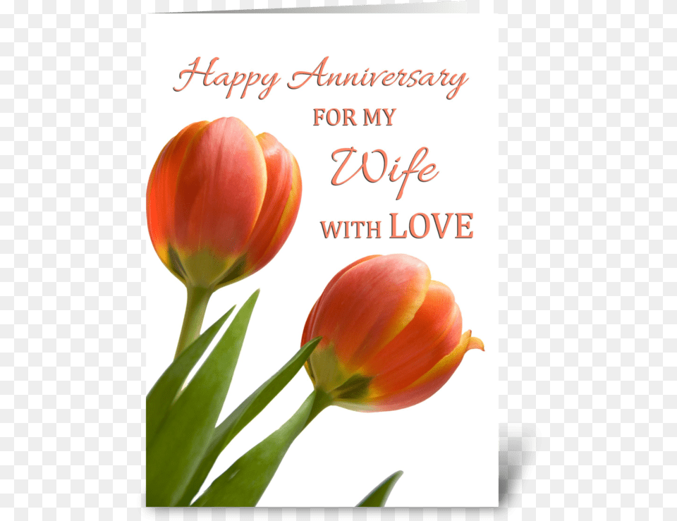 Happy Anniversary For Wife Greeting Card Happy Anniversary With Tulips, Flower, Plant, Tulip Free Png Download
