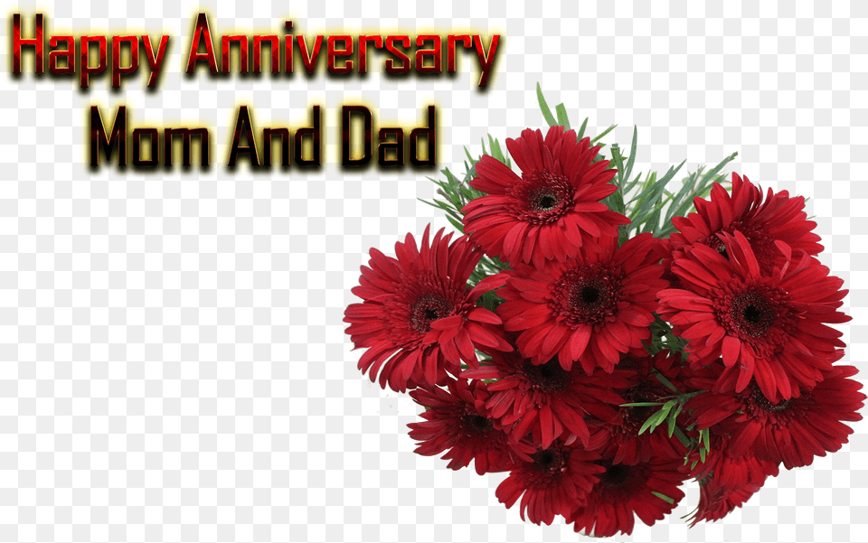 Happy Anniversary Mom And Dad Background Happy Anniversary Mom And Dad, Daisy, Flower, Flower Arrangement, Flower Bouquet Free Transparent Png