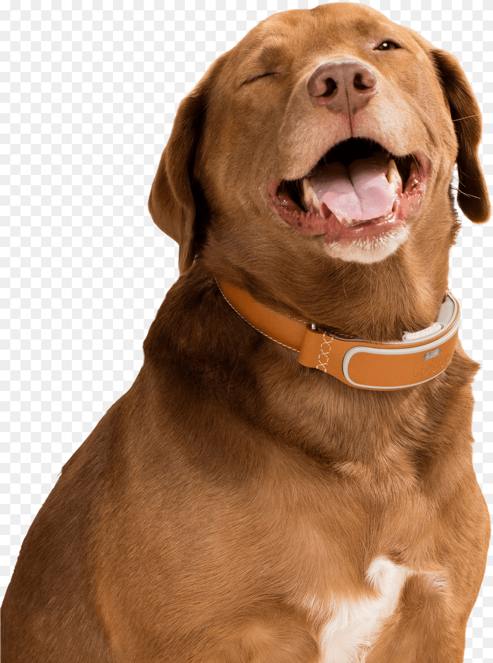 Happy April Fools Day Dog With Smart Collar Dog With Smart Collar, Animal, Canine, Mammal, Pet Free Png Download
