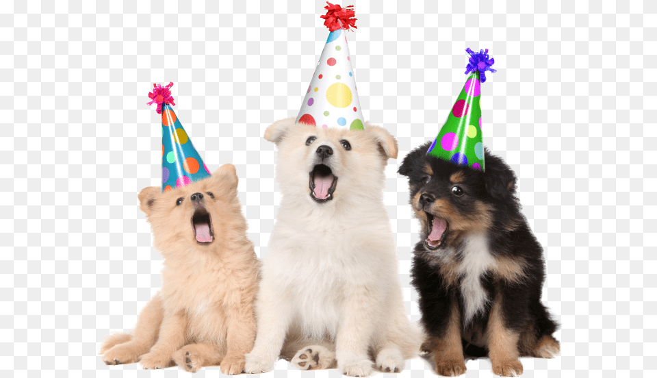 Happy Birthday Animated Gif Dog, Clothing, Hat, Party Hat, Animal Free Png Download