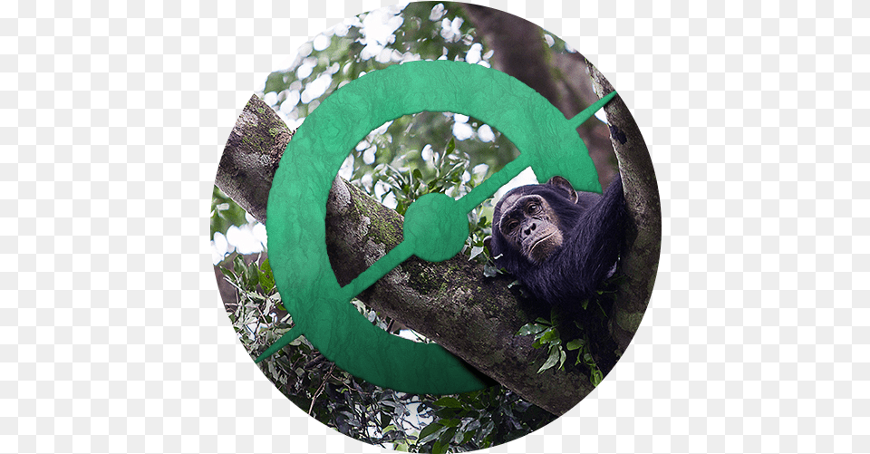 Happy Birthday Chimp U0026 See U2013 Daily Zooniverse Chimpanzee In A Circle, Animal, Mammal, Monkey, Wildlife Free Png Download