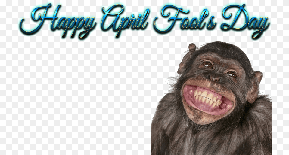 Happy Birthday Funny Smile Images Human Teeth On Animals, Animal, Mammal, Monkey, Wildlife Png