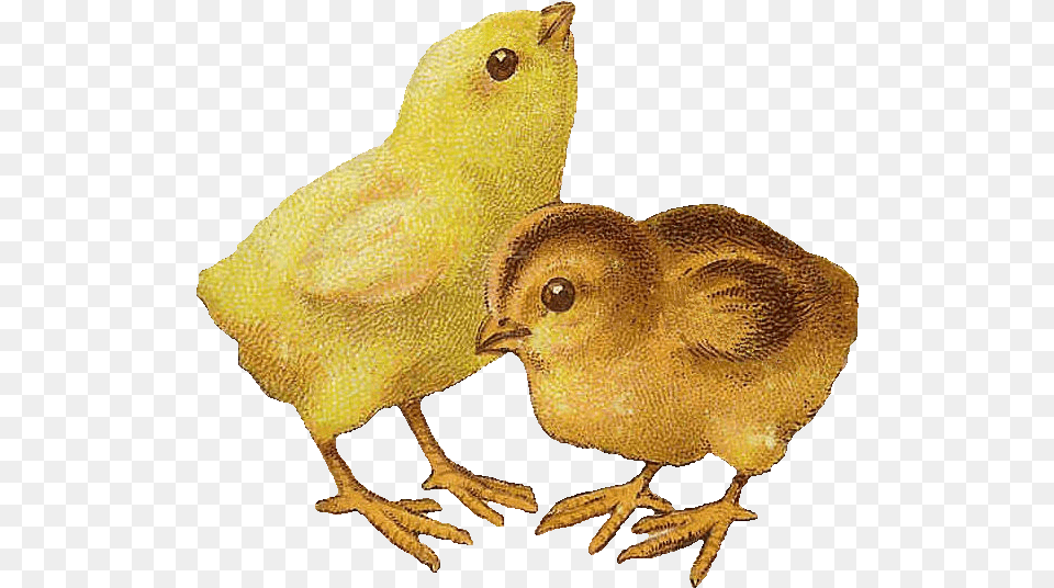 Happy Birthday Hot Chick, Animal, Bird Png