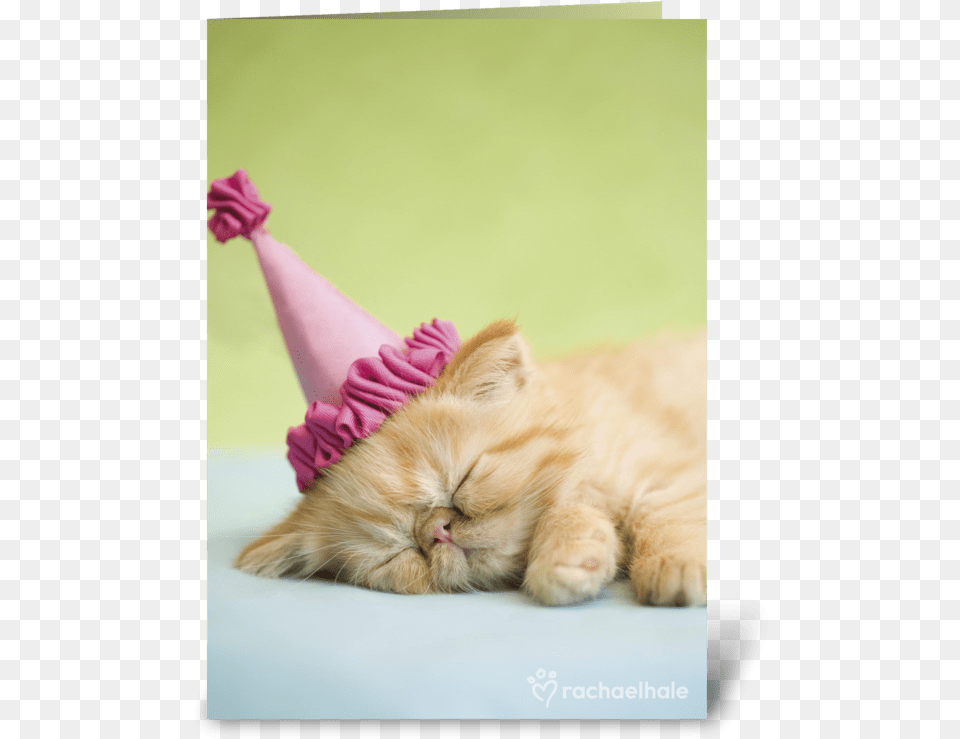 Happy Birthday Kitten In Party Hat Happy Birthday Kitten, Clothing, Animal, Cat, Mammal Png Image