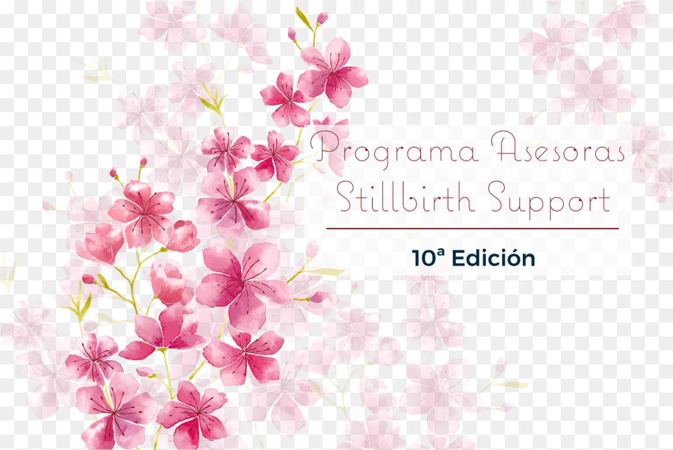 Happy Birthday Mom Wishes, Flower, Petal, Plant, Cherry Blossom Png Image