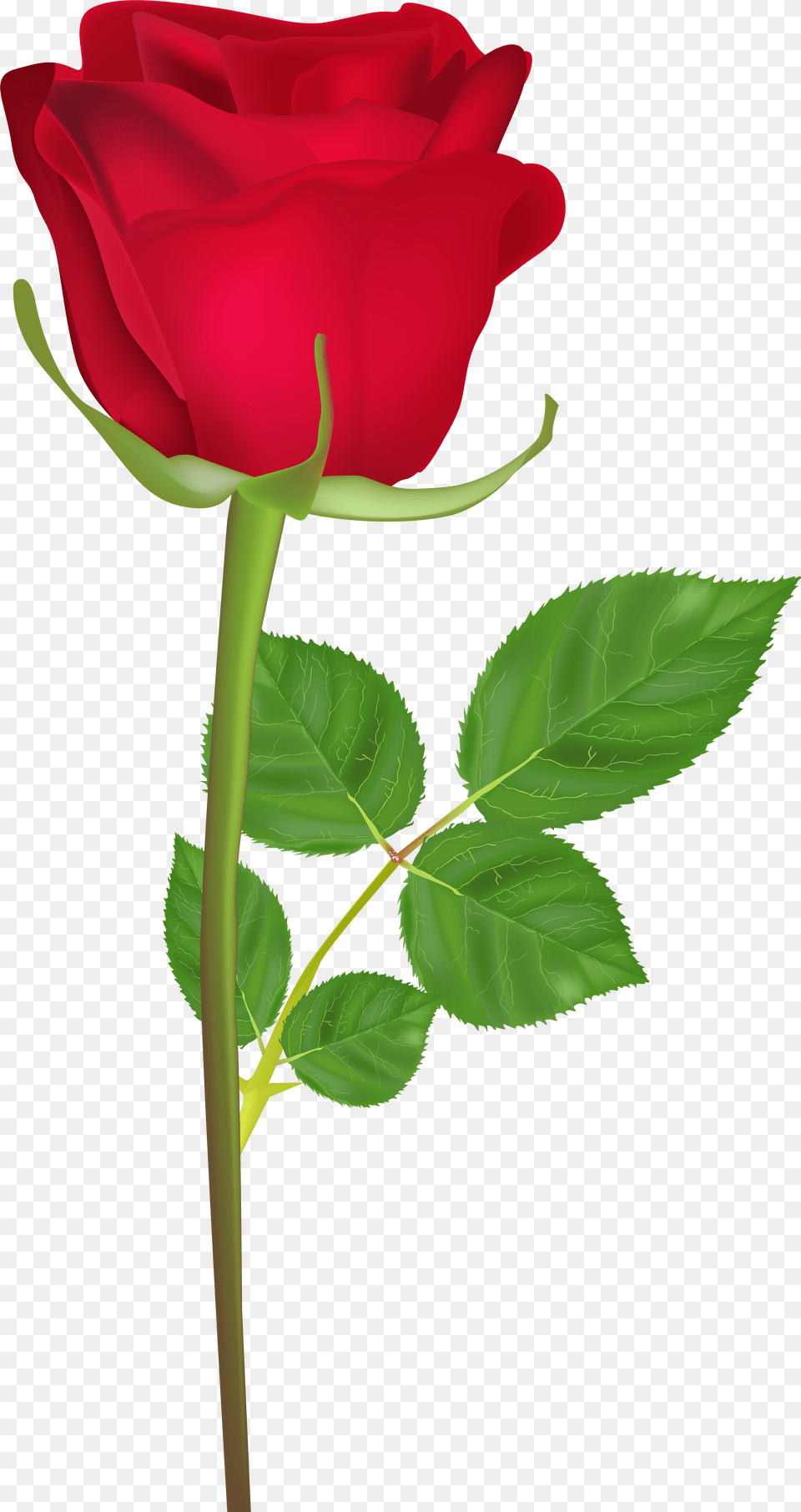 Happy Birthday Rose Gif Clipart Download Single Rose Flower Hd Free Png