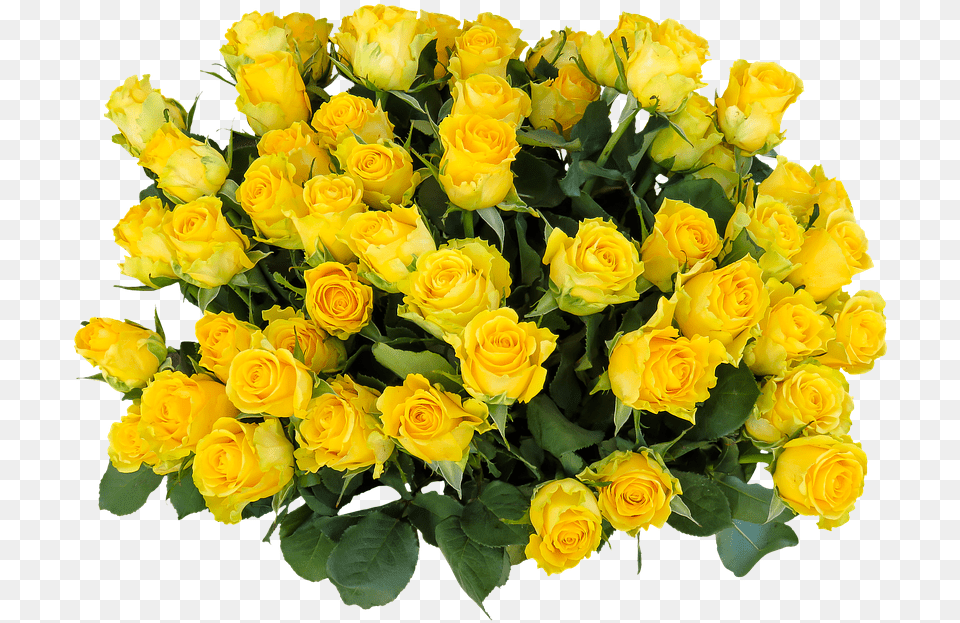 Happy Birthday Wishes In Yellow Roses, Flower, Flower Arrangement, Flower Bouquet, Plant Free Transparent Png