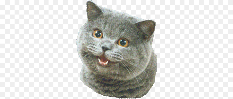 Happy Cat Cat Happy Transparent Background, Animal, Mammal, Pet Free Png