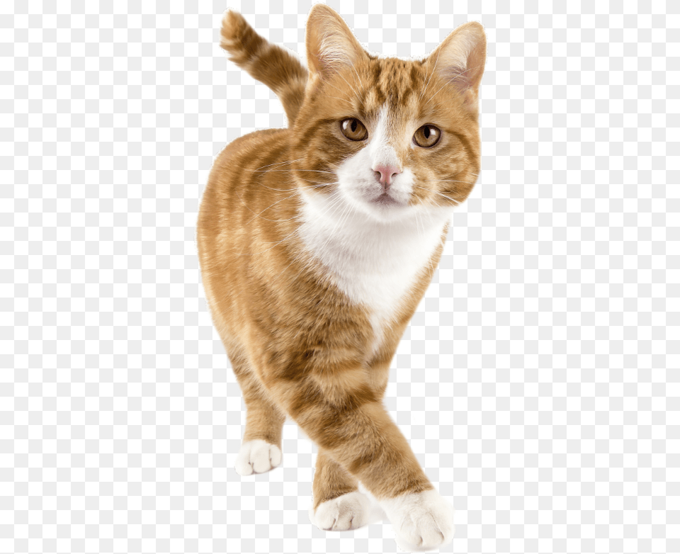 Happy Cat Cat Tracker, Animal, Mammal, Manx, Pet Free Png