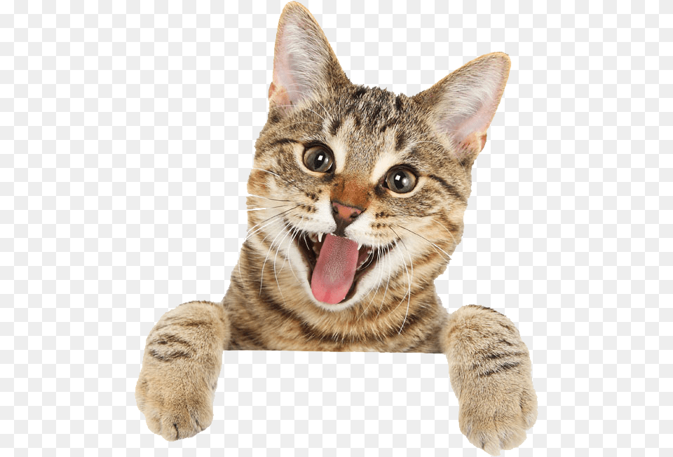 Happy Cat In, Animal, Mammal, Pet, Kitten Free Png Download
