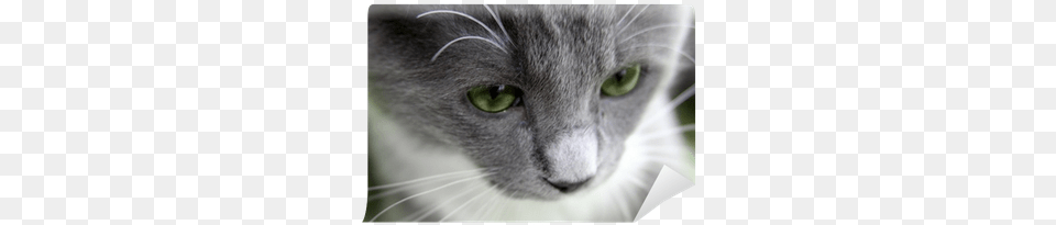 Happy Cat Sad Cat, Animal, Mammal, Pet Free Transparent Png