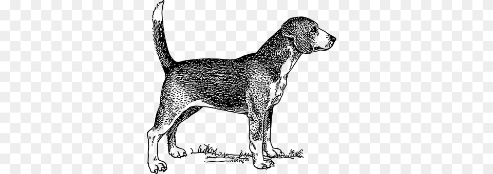 Happy Dog Beagle Pet Tail Dog Dog Dog Dog Dog Black And White, Gray Free Transparent Png