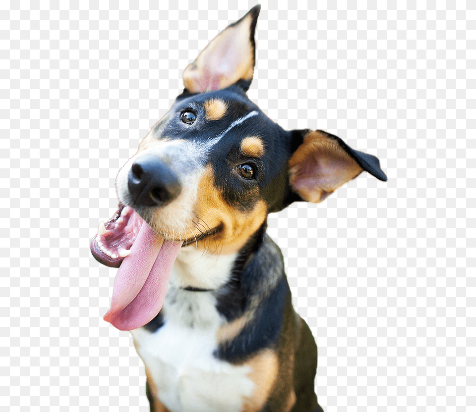 Happy Dog Happy Dog, Animal, Canine, Hound, Mammal Png
