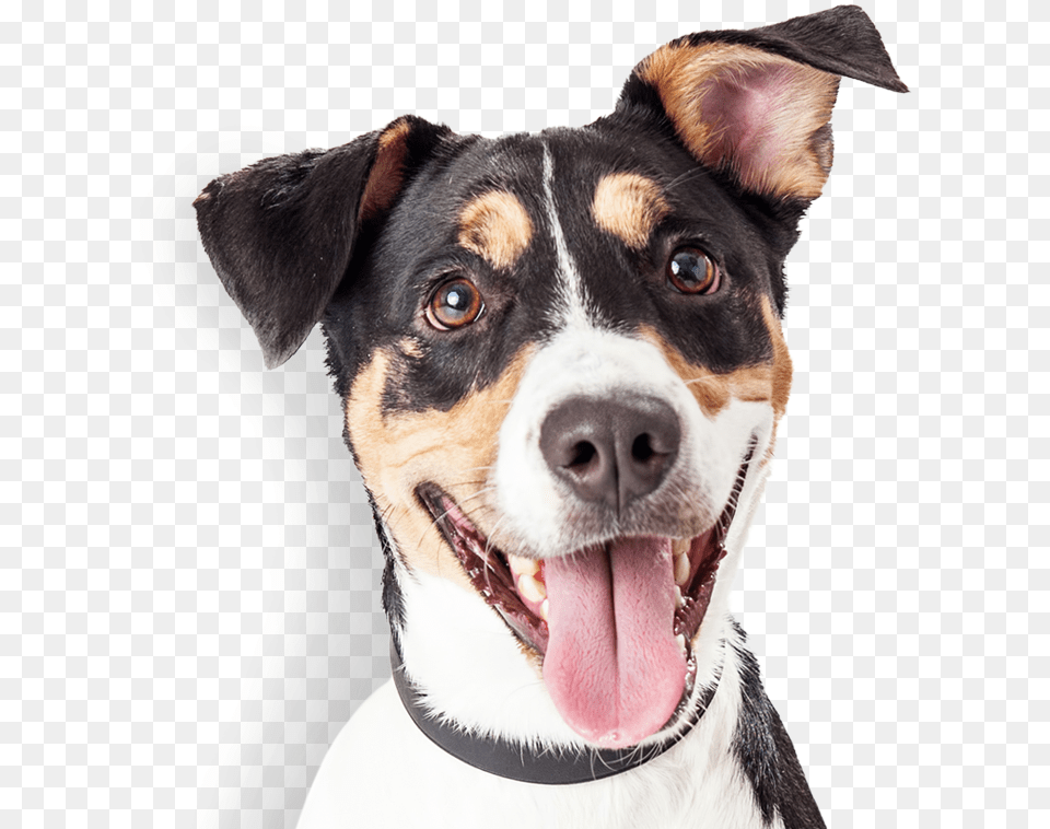 Happy Dog Happy Dogs Free Download, Animal, Canine, Mammal, Pet Png Image