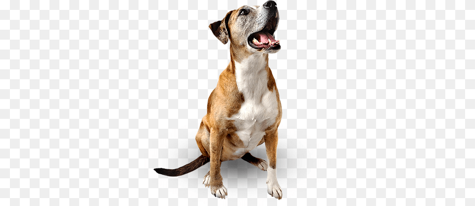 Happy Dog Looking Up, Animal, Boxer, Bulldog, Canine Free Png