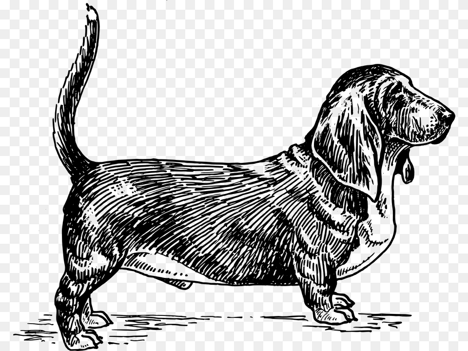 Happy Dog Pet Basset Hound Tail Canine Basset Hound Dog Vector, Gray Free Transparent Png