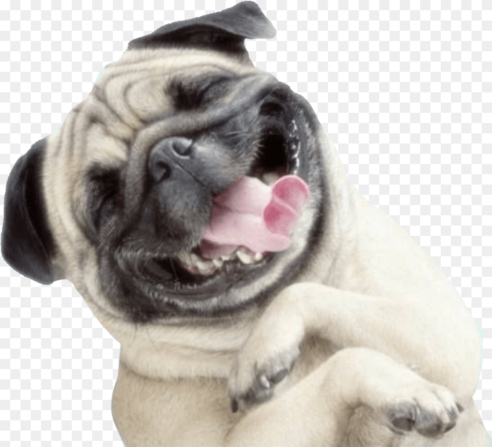 Happy Dog Transparent, Animal, Canine, Mammal, Pet Free Png Download
