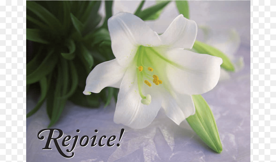 Happy Easter And Have A Wonderful Spring Break Lily, Anther, Flower, Plant, Rose Free Transparent Png