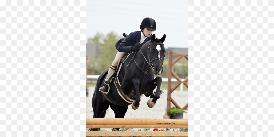 Happy Feet Owned And Ridden By Sloan Hopson Reserve Stallion, Horse, Animal, Person, Equestrian Png Image