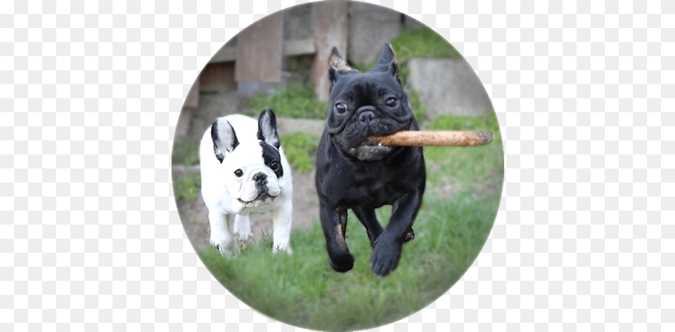 Happy French Bulldog Running French Bulldog, Animal, Canine, Dog, French Bulldog Free Png