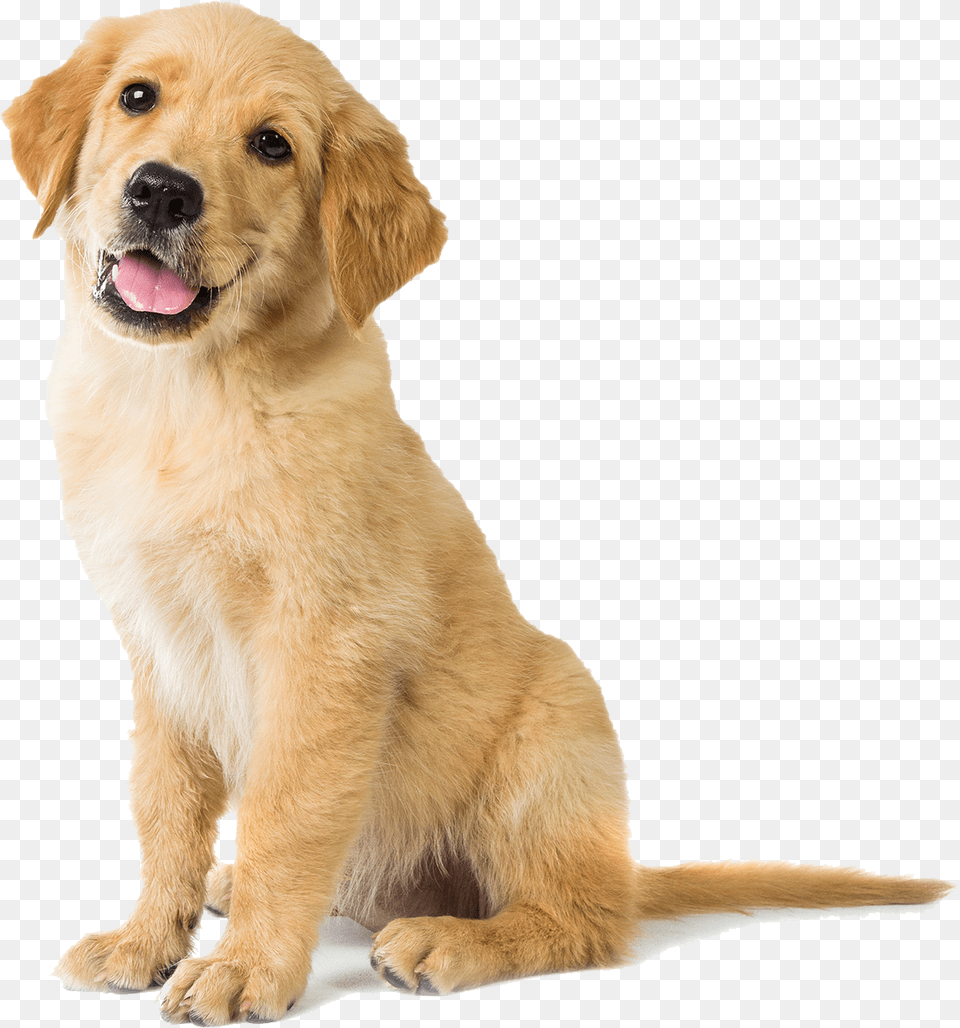 Happy Golden Retriever Puppy Golden Retriever Dog, Animal, Canine, Golden Retriever, Mammal Png Image