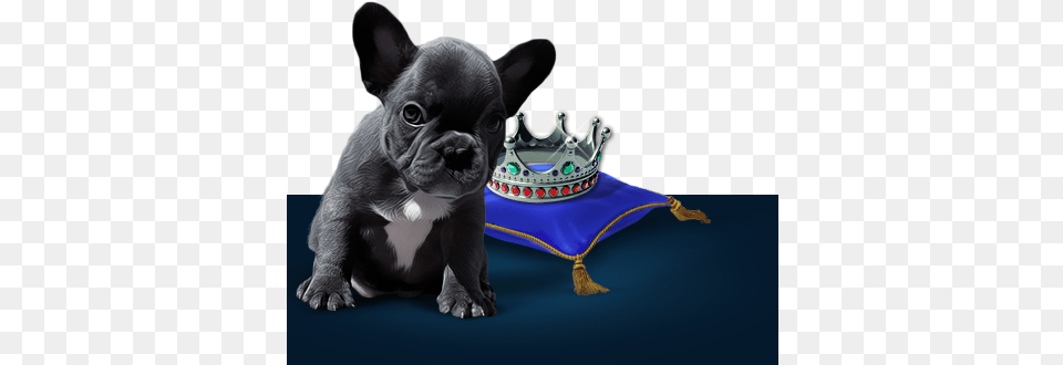 Happy Healthy Blue French Bulldog Puppies Girl Who Wanted To Become A Princess, Animal, Canine, Dog, French Bulldog Free Transparent Png