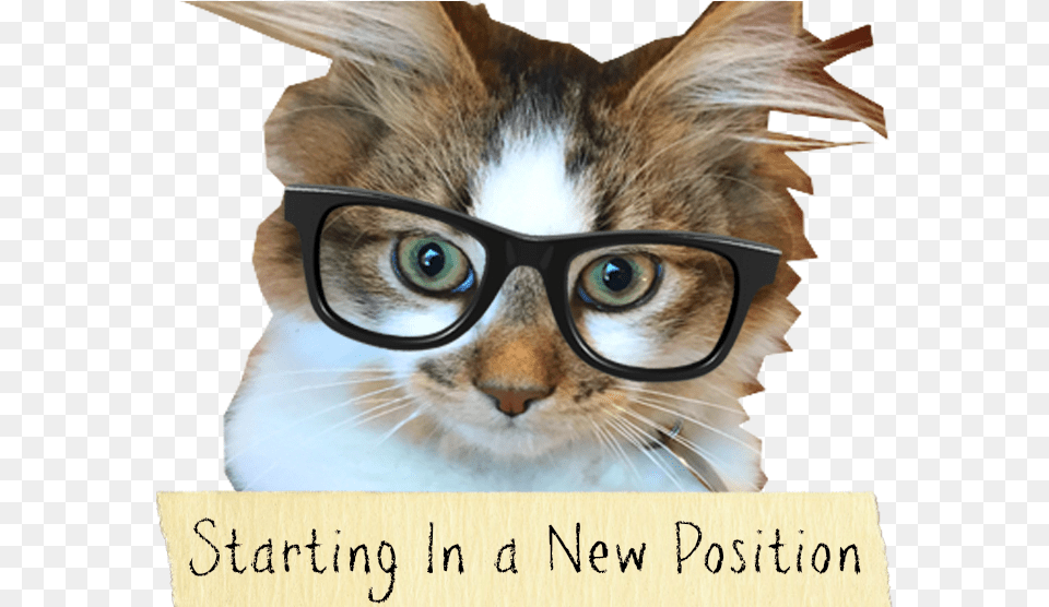 Happy Holidays My Kittens Asian, Accessories, Glasses, Animal, Cat Free Png