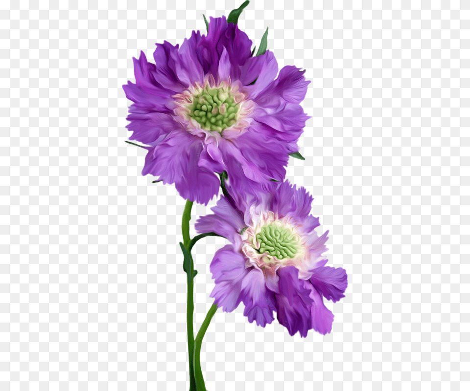Happy Monday, Purple, Plant, Flower, Dahlia Free Png