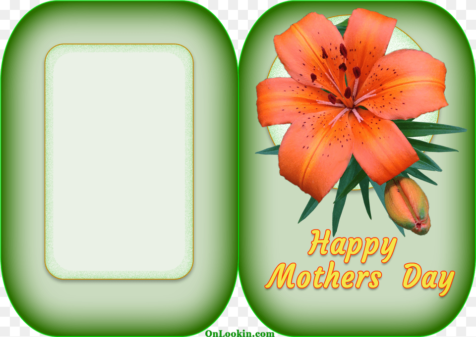 Happy Mothers Day Tiger Lily Flower A4 Card Mother39s Day, Plant, Anther, Petal, Blackboard Free Transparent Png