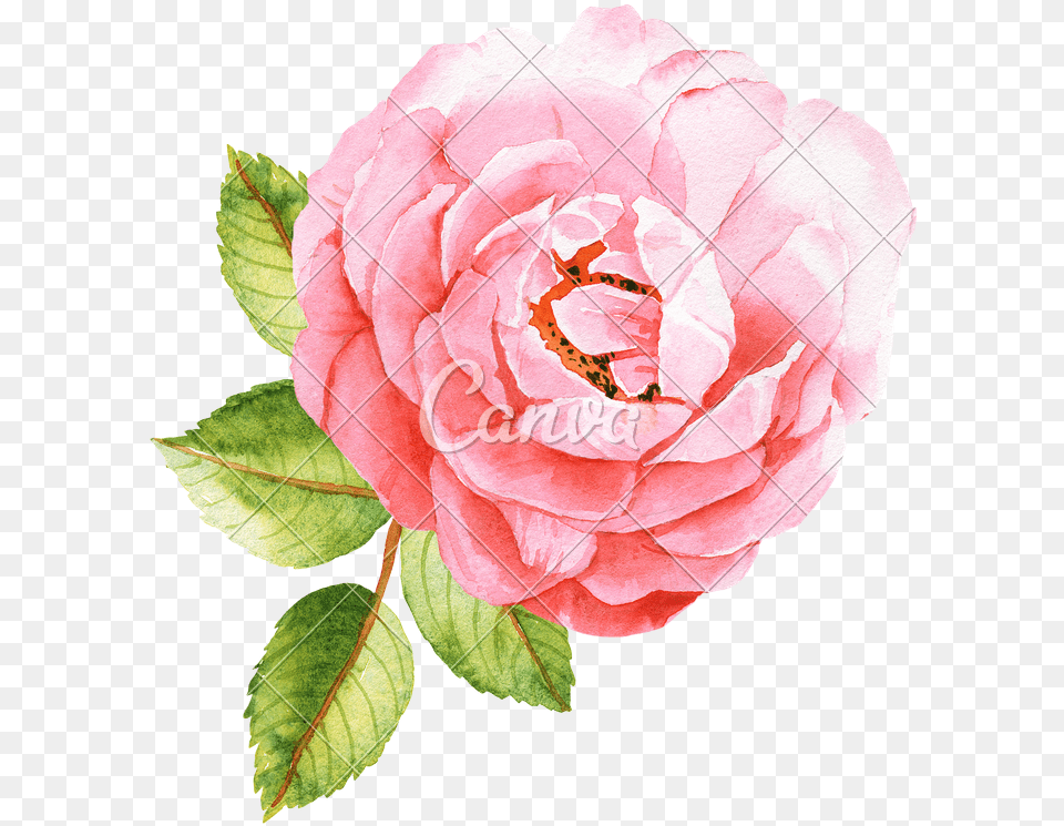 Happy National Aesthetician Day, Flower, Plant, Rose, Petal Free Transparent Png