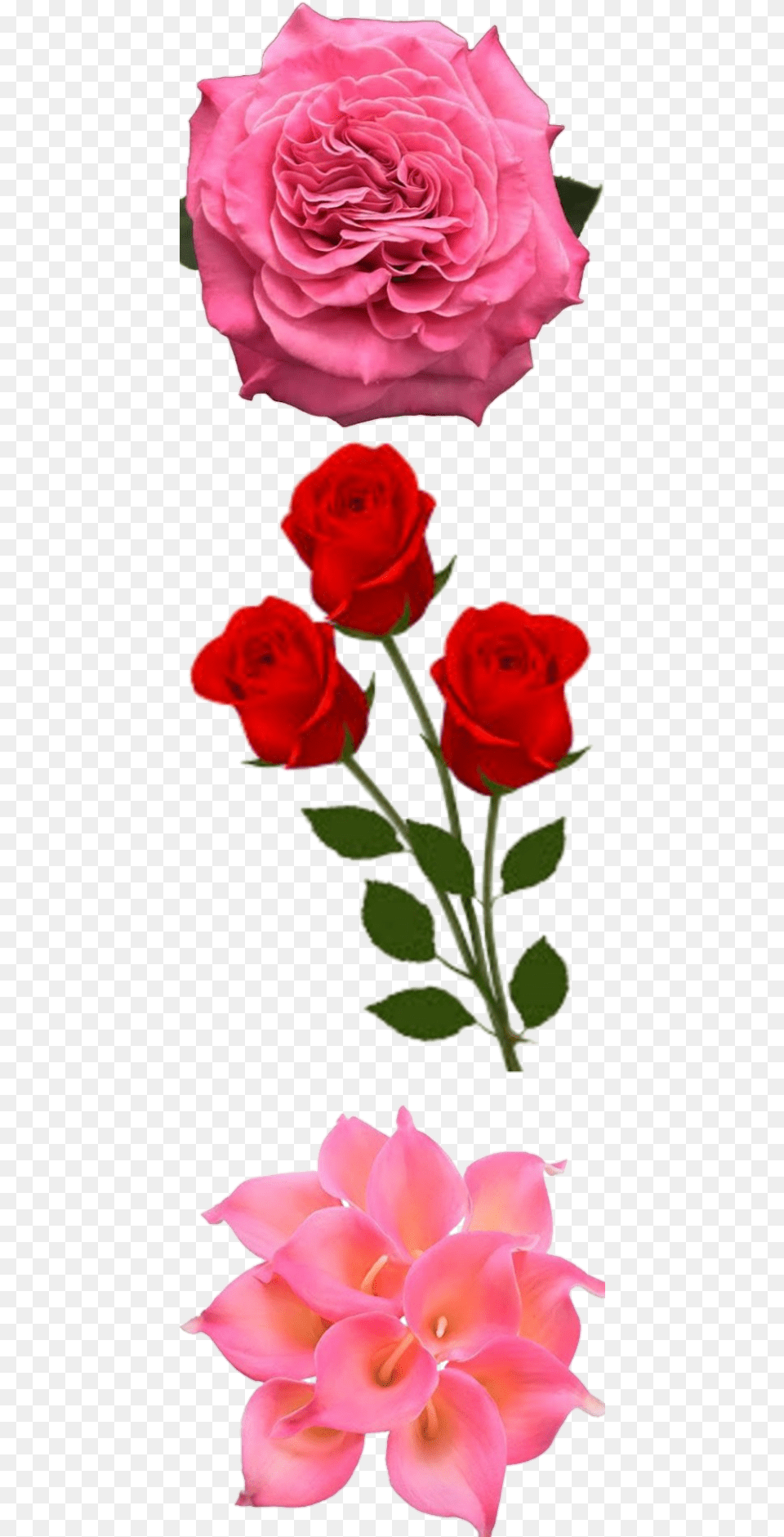 Happy New Year 2020 With Red Rose, Flower, Petal, Plant Free Transparent Png