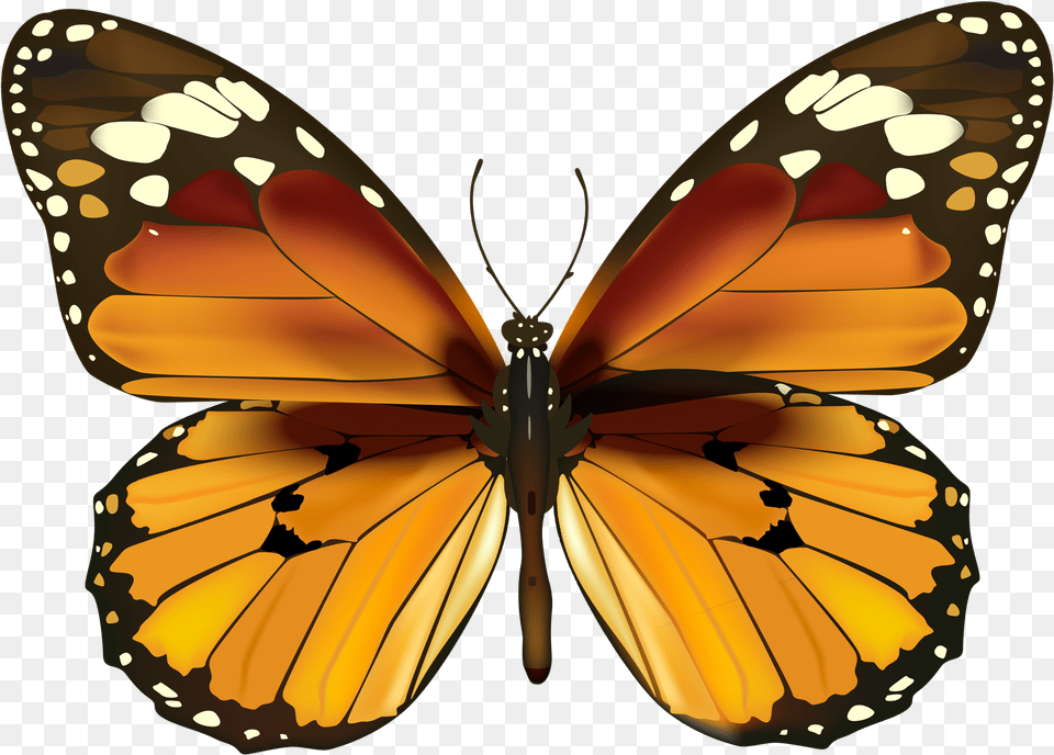 Happy New Year Butterfly, Animal, Insect, Invertebrate, Monarch Png Image