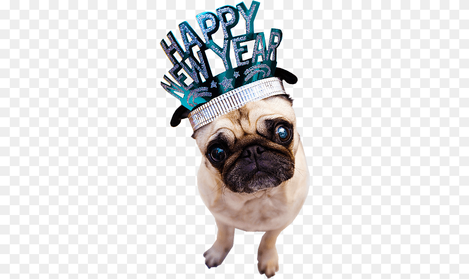 Happy New Year Dog, Animal, Canine, Mammal, Pet Free Transparent Png