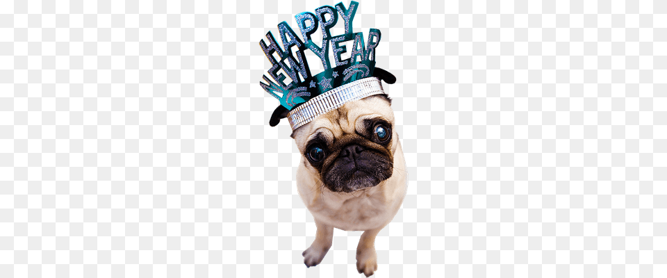 Happy New Year Fireworks Text Transparent, Animal, Canine, Mammal, Pet Free Png