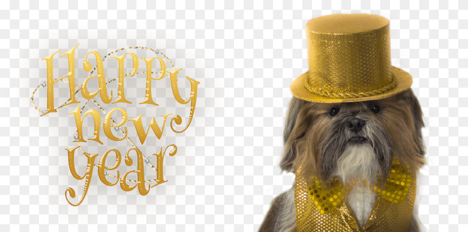 Happy New Year Shih Tzu, Clothing, Hat, Adult, Female Png