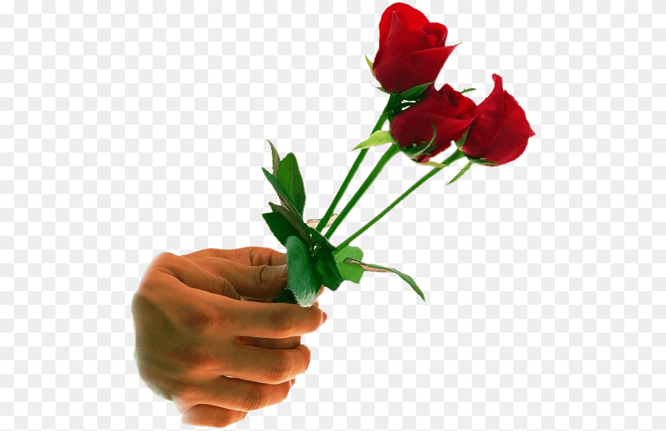 Happy Rose Day Gift, Plant, Flower Bouquet, Flower Arrangement, Flower Png