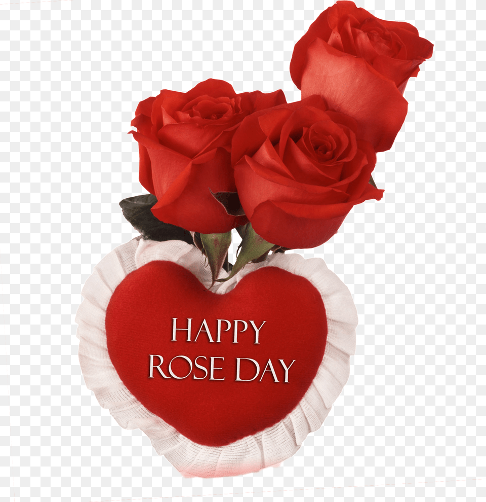 Happy Rose Day Image Samreen Name, Flower, Plant, Petal Free Png