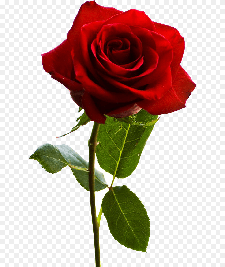 Happy Rose Day Single Rose, Flower, Plant Png Image