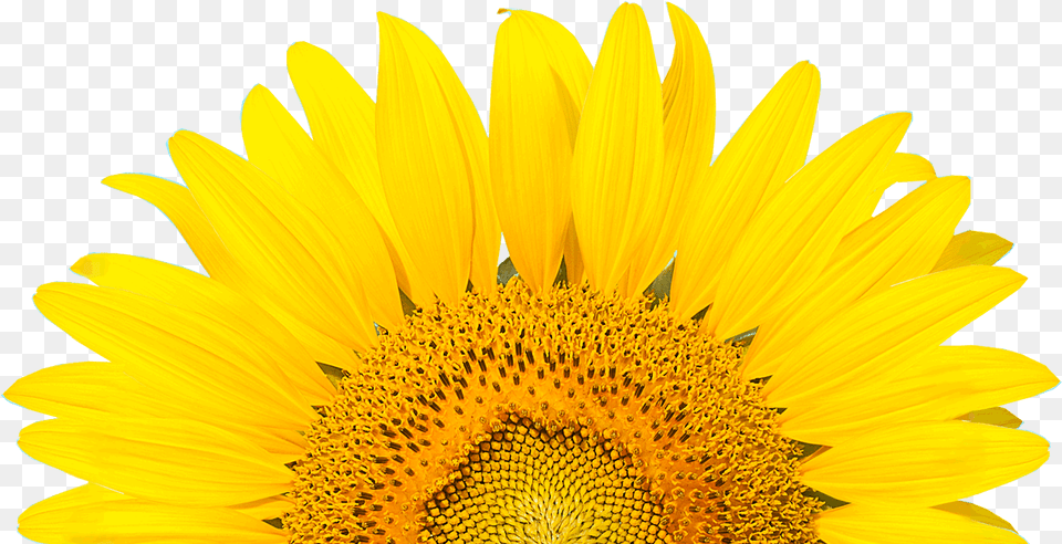 Happy Sabbath Sunflower, Flower, Plant Png Image