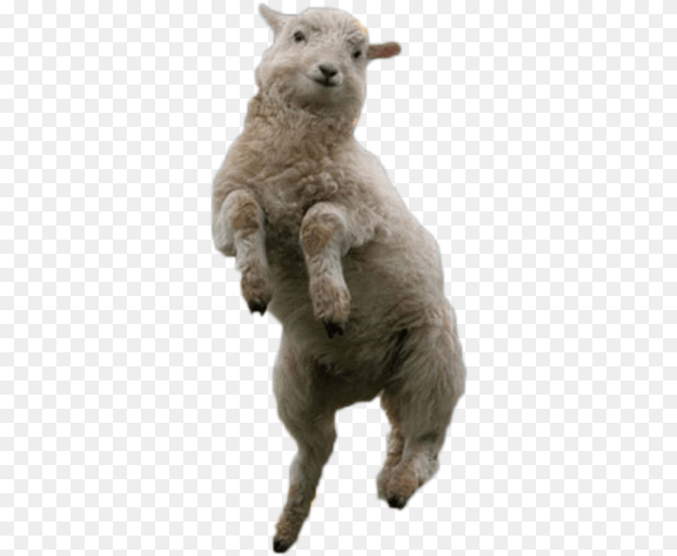 Happy Sheep, Animal, Livestock, Mammal, Canine Png Image