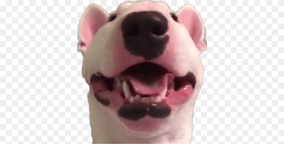 Happy Walter Or Happy Walter Dog, Snout, Animal, Cat, Mammal Free Transparent Png